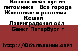 Котята мейн-кун из питомника - Все города Животные и растения » Кошки   . Ленинградская обл.,Санкт-Петербург г.